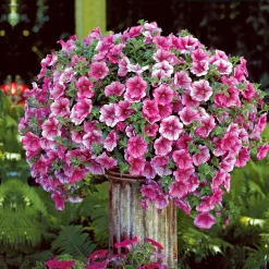 3 Pétunias retombants roses - Cascade de fleurs roses