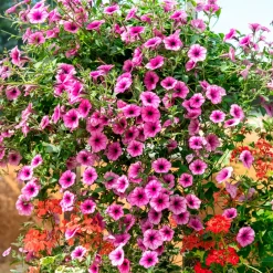 3 Pétunias retombants roses - Cascade de fleurs roses