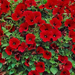 3 Pétunias retombants rouges - Cascade rouge tout l'été