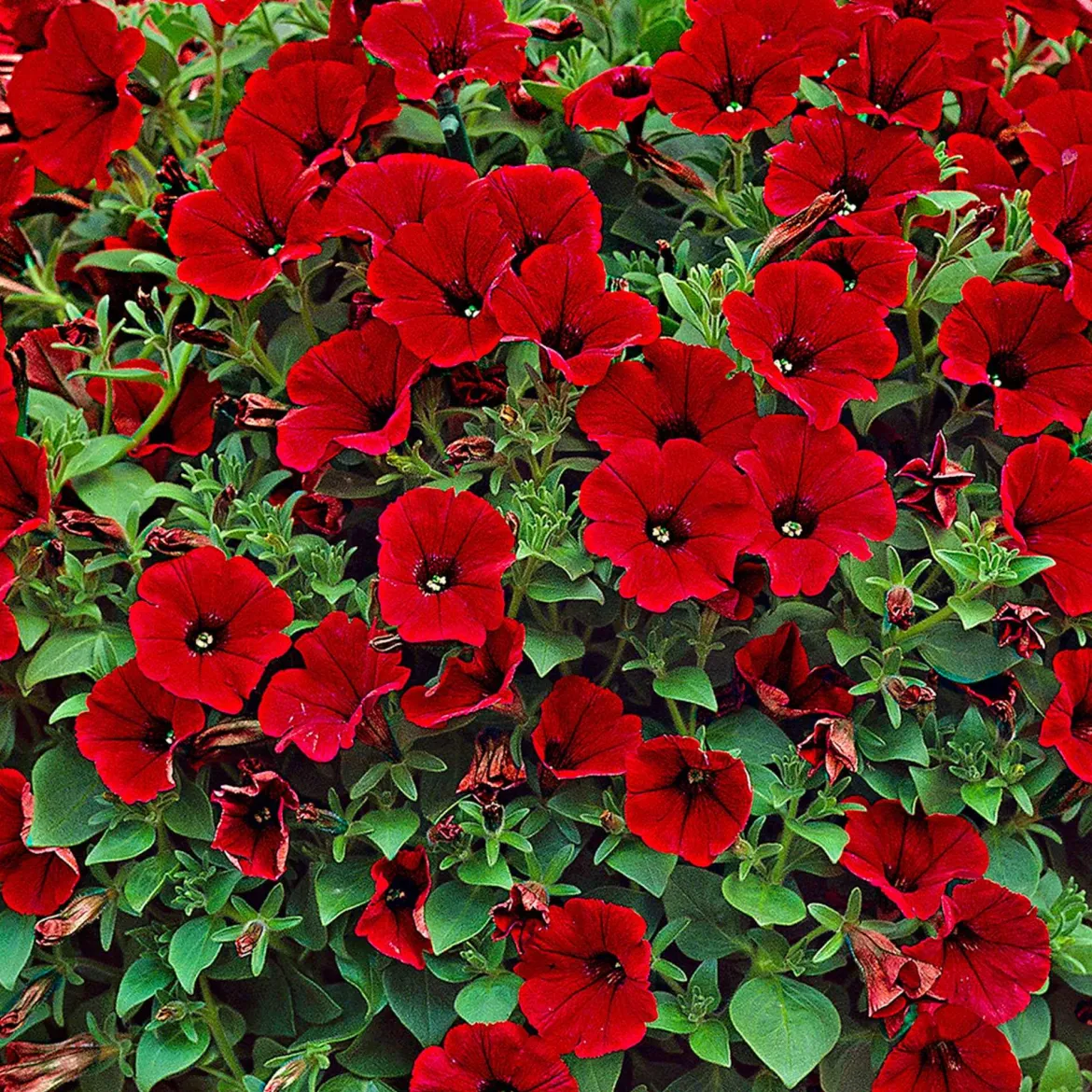 3 Pétunias retombants rouges - Cascade rouge tout l'été