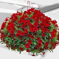 3 Pétunias retombants rouges - Cascade rouge tout l'été
