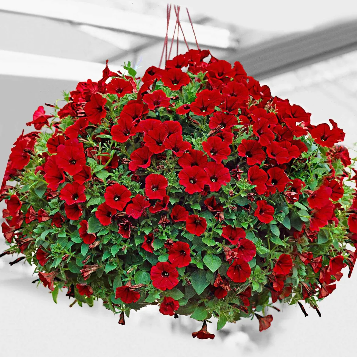 3 Pétunias retombants rouges - Cascade rouge tout l'été