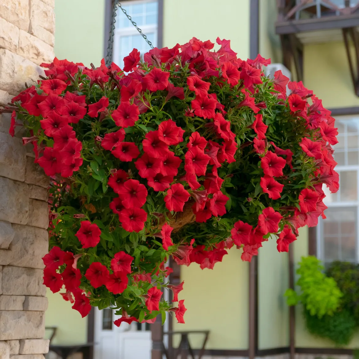 3 Pétunias retombants rouges - Cascade rouge tout l'été