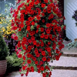 3 Pétunias retombants rouges - Cascade rouge tout l'été