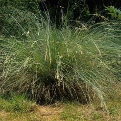 Pâturin australien persistant - Vert toute l'année sans effort