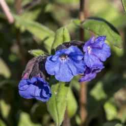 Pulmonaire 'Blue Ensign' - Du bleu vif à la mi-ombre
