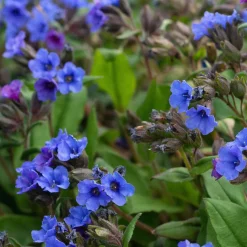 Pulmonaire 'Blue Ensign' - Du bleu vif à la mi-ombre