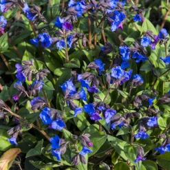 Pulmonaire 'Blue Ensign' - Du bleu vif à la mi-ombre