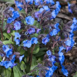 Pulmonaire 'Blue Ensign' - Du bleu vif à la mi-ombre