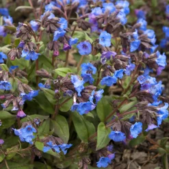 Pulmonaire 'Blue Ensign' - Du bleu vif à la mi-ombre