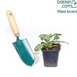 Pulmonaire Ocupol Opal - Le coin d'ombre enfin fleuri
