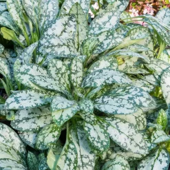 Pulmonaire Ocupol Opal - Le coin d'ombre enfin fleuri