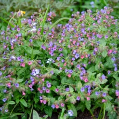 Pulmonaire officinale - Le tapis fleuri de l'ombre