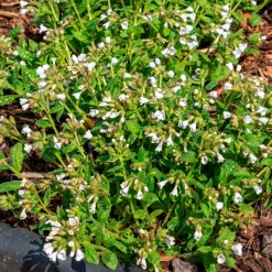 Pulmonaire officinale Sissinghurst White - L'ombre enfin fleurie