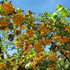 3 Pyracantha jaune - Une haie infranchissable