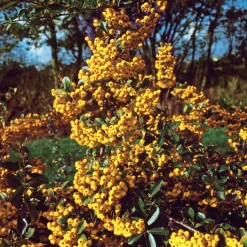 3 Pyracantha jaune - Une haie infranchissable