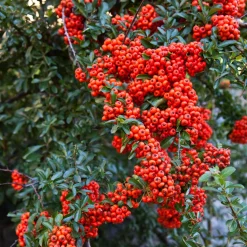 Pyracantha rouge - Haie brise-vue et anti-intrusion