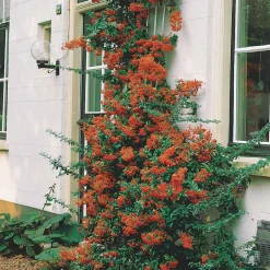 Pyracantha rouge - Haie brise-vue et anti-intrusion