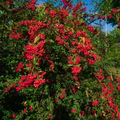 Pyracantha rouge - Haie brise-vue et anti-intrusion