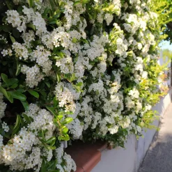 3 Pyracantha Saphyr rouge - Une haie qui se défend seule