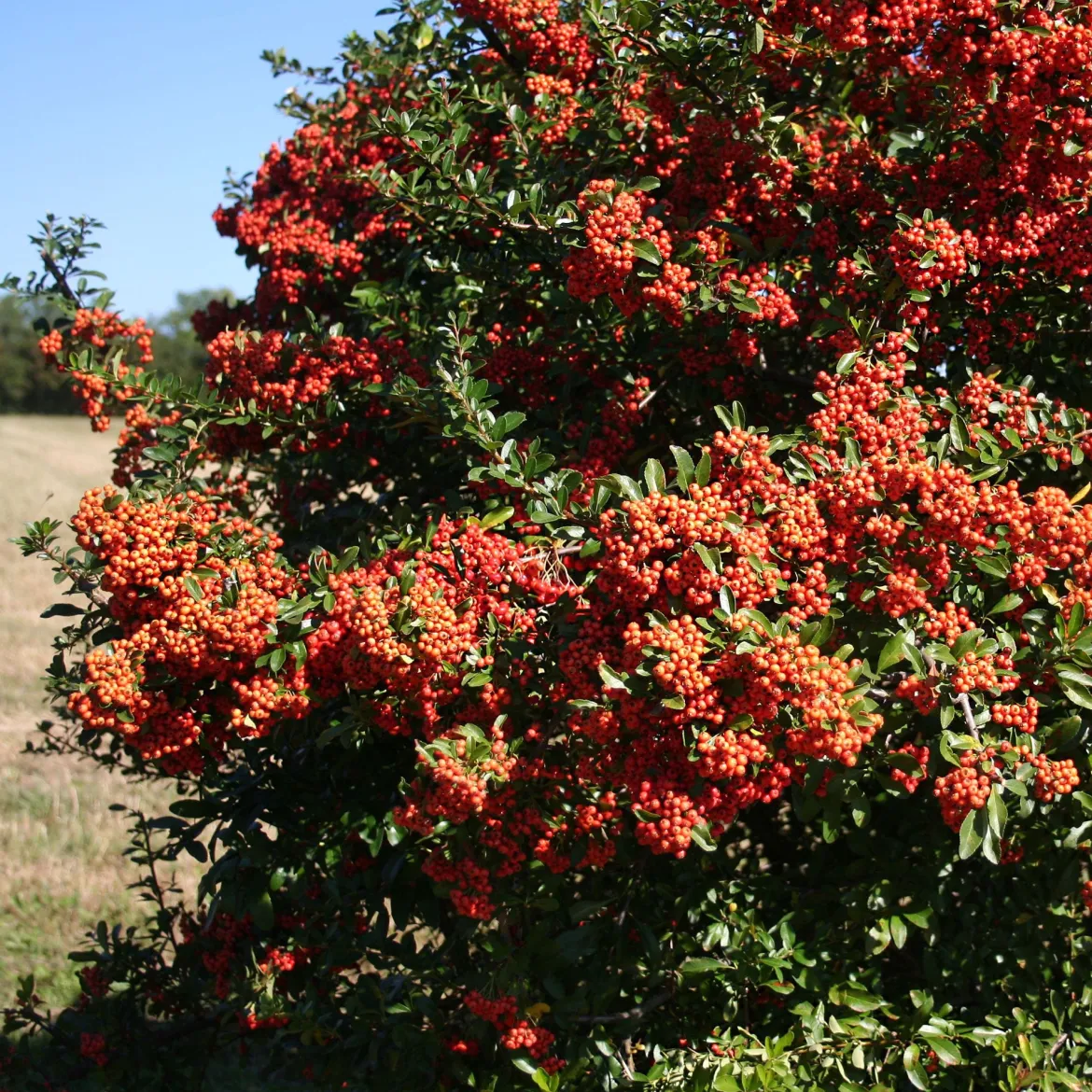 3 Pyracantha Saphyr rouge - Une haie qui se défend seule