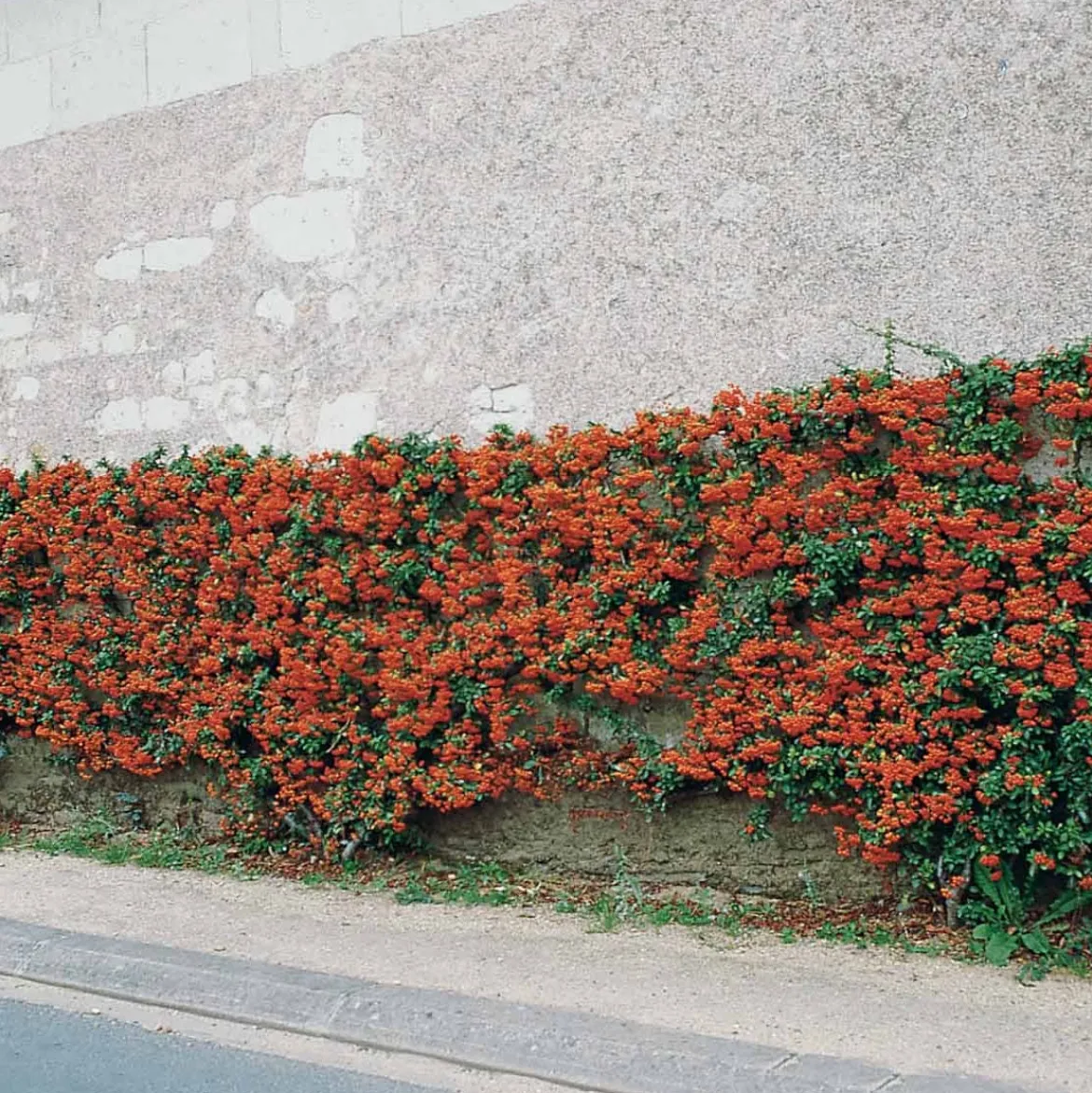 3 Pyracantha Saphyr rouge - Une haie qui se défend seule