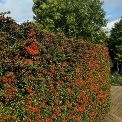 3 Pyracantha Saphyr rouge - Une haie qui se défend seule