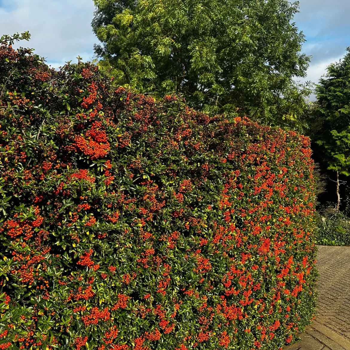 3 Pyracantha Saphyr rouge - Une haie qui se défend seule