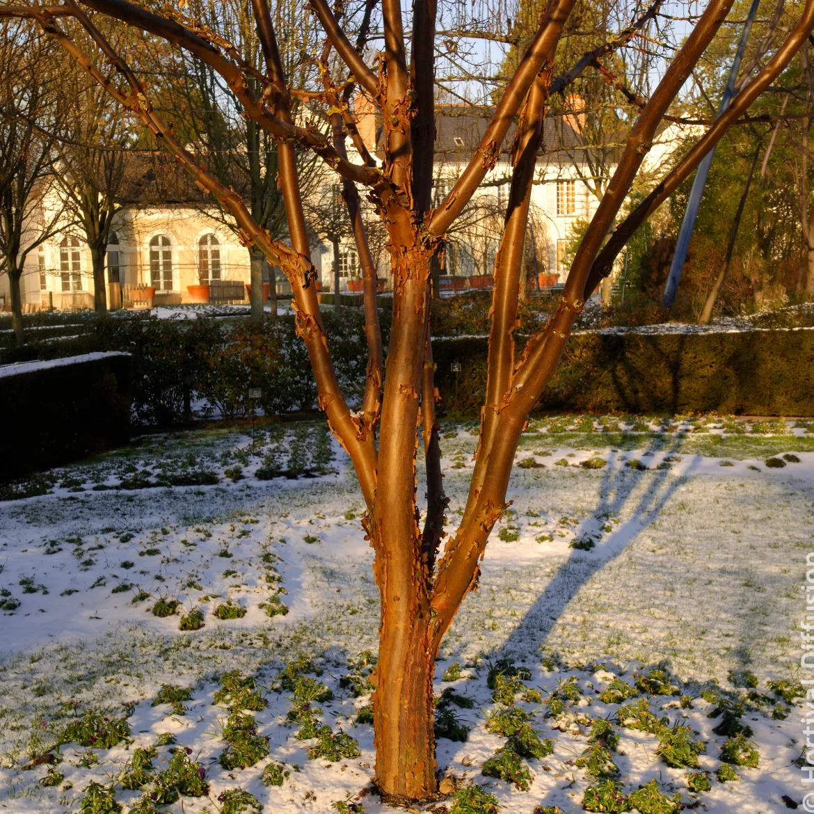 Érable à écorce de papier - Une écorce qui pèle tout l'hiver