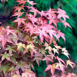 Érable du Japon Deshojo - Un feu rouge dès le printemps