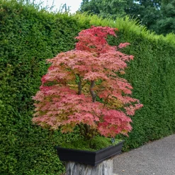 Érable du Japon Deshojo - Un feu rouge dès le printemps