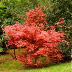 Érable du Japon Deshojo - Un feu rouge dès le printemps