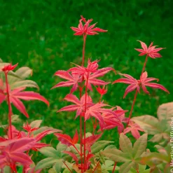 Érable du Japon Deshojo - Un feu rouge dès le printemps