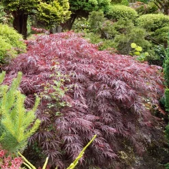 Érable du Japon 'Dissectum Garnet' - Feuillage rouge dentelle