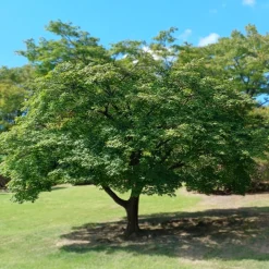 Érable du Japon - Le feu d'automne au jardin
