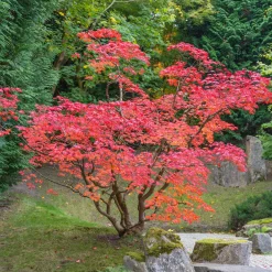 Érable du Japon - Le feu d'automne au jardin