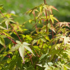 Érable du Japon 'Little Princess' - L'érable nain qui change tout