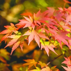 Érable du Japon 'Orange Dream' - Le feu orange au jardin