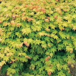 Érable du Japon 'Orange Dream' - Le feu orange au jardin