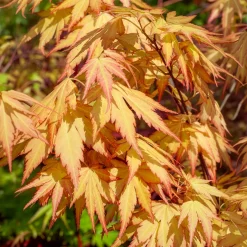 Érable du Japon 'Orange Dream' - Le feu orange au jardin