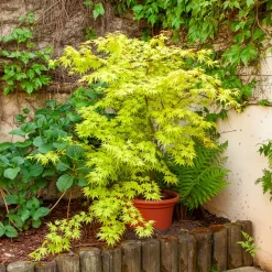 Érable du Japon 'Orange Dream' - Le feu orange au jardin