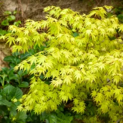 Érable du Japon 'Orange Dream' - Le feu orange au jardin