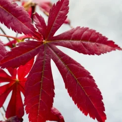 Érable du Japon pourpre - Le rouge qui change tout