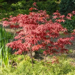 Érable du Japon pourpre - Le rouge qui change tout