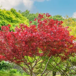 Érable du Japon pourpre - Le rouge qui change tout