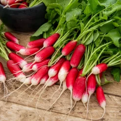Radis De 18 jours demi-long Bio - Croquant en 18 jours