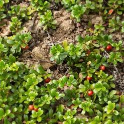 Raisin d'ours - Tapis vert sans effort