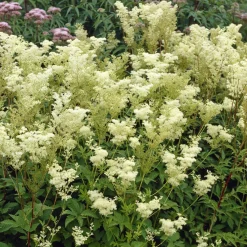 Reine des près Plena - Nuage blanc au jardin