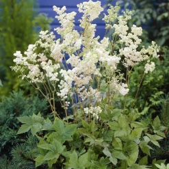 Reine des près Plena - Nuage blanc au jardin