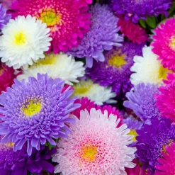 Reine-marguerite Super Princesse en mélange - Bouquets colorés tout l'été